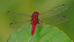 Rhodothemis rufa