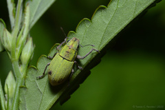 Pantomorus viridisquamosus