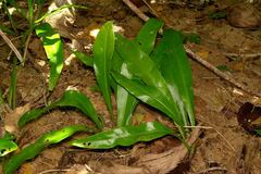 Microsorum punctatum