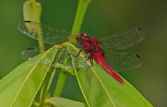 Rhodothemis rufa