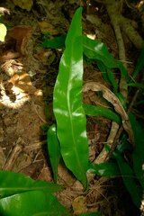 Microsorum punctatum