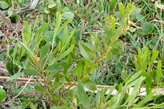 Acacia longifolia