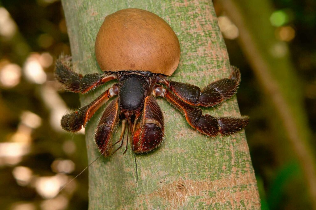 Forest Hermit Crab