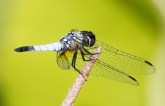 Aethriamanta gracilis