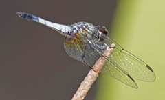 Aethriamanta gracilis