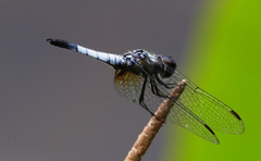 Aethriamanta gracilis