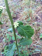 Nabalus serpentarius