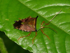 Hypoxys eburatulus