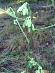 Nabalus serpentarius