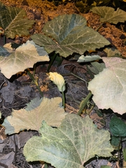 Cucurbita moschata