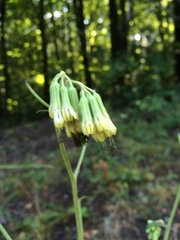 Nabalus serpentarius