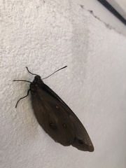 Brassolis astyra