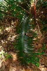 Cycas seemannii