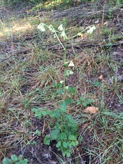 Nabalus serpentarius