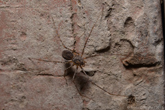 Scytodes globula