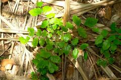 Micromelum minutum