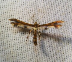 Geina tenuidactylus