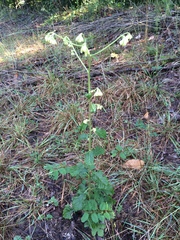 Nabalus serpentarius