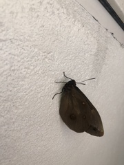 Brassolis astyra