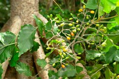 Micromelum minutum