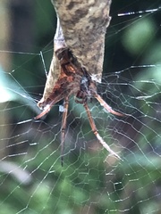 Phonognatha graeffei