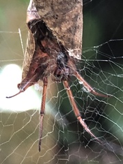 Phonognatha graeffei