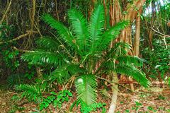Cycas seemannii