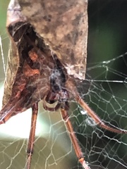 Phonognatha graeffei