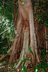 Ficus prolixa
