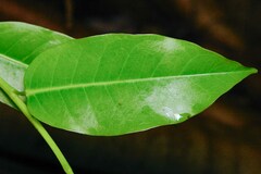 Ficus prolixa