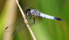 Aethriamanta gracilis