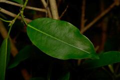 Ficus prolixa