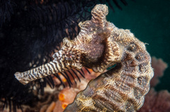 Hippocampus subelongatus