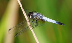 Aethriamanta gracilis