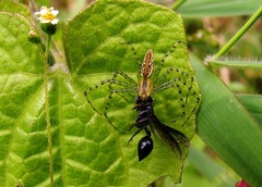 Peucetia rubrolineata
