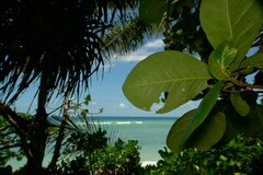 Terminalia rubricarpa