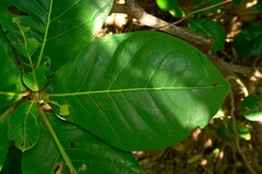 Terminalia rubricarpa