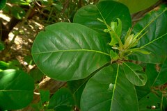 Terminalia rubricarpa