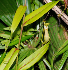 Nepenthes gracilis