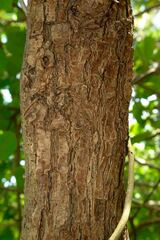 Terminalia rubricarpa