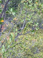 Berberis microphylla