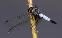 Aethriamanta gracilis