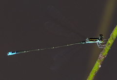 Aciagrion borneense