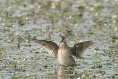 Nettapus coromandelianus