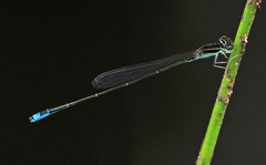 Aciagrion borneense