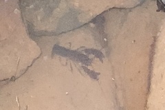 Cherax