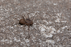 Scytodes globula