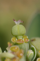 Euphorbia atoto