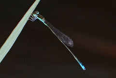 Aciagrion borneense