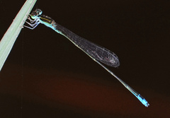 Aciagrion borneense